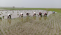 নওগাঁয় বোরো ধান রোপণে ব্যস্ত কৃষক